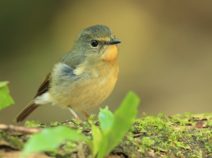 Snowy-browed Flycatcher, 棕胸蓝姬鹟, Ficedula hyperythra-gallery-28