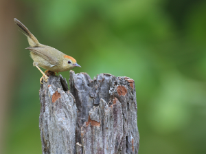 Rufous-capped Babbler, 红头穗鹛, Stachyridopsis ruficeps-gallery-14