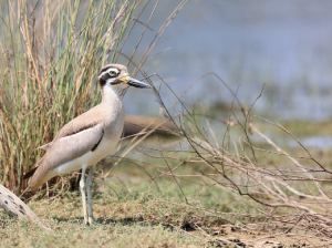Great Stone Curlew, 大石鸻, Esacus recurvirostris-gallery-37