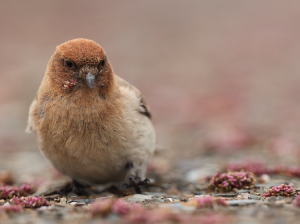 Sillem’s Rosefinch, 褐头岭雀, Carpodacus sillemi-gallery-1