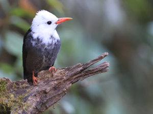 Black Bulbul, 黑短脚鹎, Hypsipetes leucocephalus-gallery-27