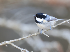 Coal Tit, 煤山雀, Periparus ater-gallery-31