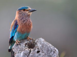 Indian Roller, 南亚佛法僧, Coracias benghalensis-gallery-47
