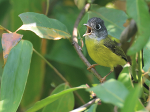 Grey-cheeked Warbler, 灰脸鹟莺, Phylloscopus poliogenys-gallery-20
