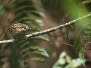 Eyebrowed Wren-Babbler, 纹胸鹪鹛, Napothera epilepidota-gallery-7
