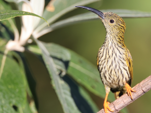 Streaked Spiderhunter, 纹背捕蛛鸟, Arachnothera magna-gallery-40