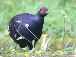 Mikado Pheasant, 黑长尾雉, Syrmaticus mikado-gallery-17
