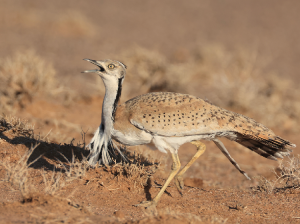 MacQueen’s Bustard, 波斑鸨, Chlamydotis macqueenii-gallery-18