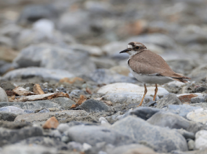 Long-billed Plover, 长嘴剑鸻, Charadrius placidus-gallery-29