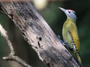Black-naped Woodpecker, 黑枕啄木鸟, Picus guerini-gallery-19