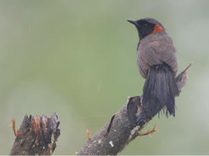 Rufous-necked laughingthrush, 栗颈噪鹛, Pterorhinus ruficollis-gallery-13