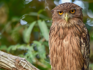 Brown Fish Owl, 褐渔鸮, Ketupa zeylonensis-gallery-59