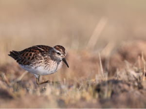 Long-toed Stint, 长趾滨鹬, Calidris subminuta-gallery-9