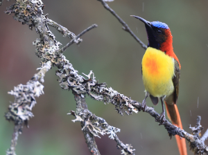 Fire-tailed Sunbird, 火尾太阳鸟, Aethopyga ignicauda-gallery-43