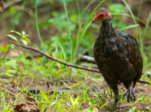 Nicobar Megapode, 尼柯巴塚雉, Megapodius nicobariensis-gallery-20