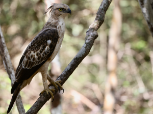 Changeable Hawk Eagle, 凤头鹰雕, Nisaetus cirrhatus-gallery-26