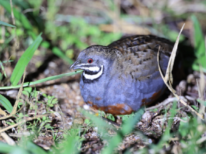 King Quail, 蓝胸鹑, Excalfactoria chinensis-gallery-32