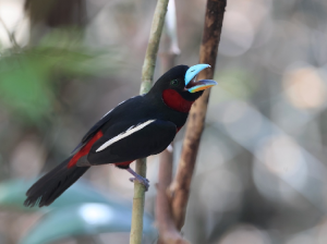 Black-and-Red Broadbill, 黑红阔嘴鸟, Cymbirhynchus macrorhynchos-gallery-35