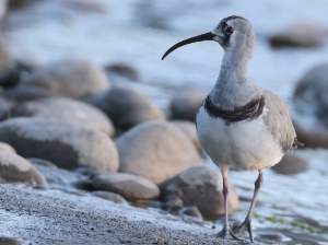 Ibisbill, 鹮嘴鹬, Ibidorhyncha struthersii-gallery-12