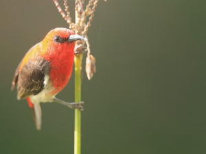 Sulawesi Myzomela, 苏拉摄蜜鸟, Myzomela chloroptera-gallery-26