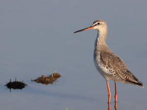 Spotted Redshank, 鹤鹬, Tringa erythropus-gallery-16