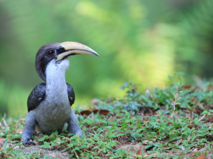 Sri Lankan Grey Hornbill, 斯里兰卡灰犀鸟, Ocyceros gingalensis-gallery-14