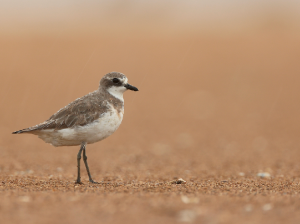 Greater Sand Plover, 铁嘴沙鸻, Charadrius leschenaultii-gallery-19