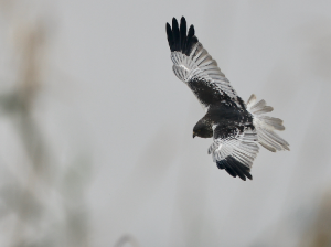Eastern Marsh Harrier, 白腹鹞, Circus spilonotus-gallery-45