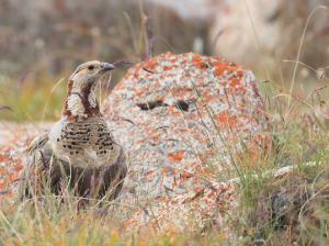 Himalayan Snowcock, 暗腹雪鸡, Tetraogallus himalayensis-gallery-19