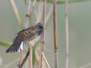 Black-faced Bunting, 灰头鹀, Emberiza spodocephala-gallery-43