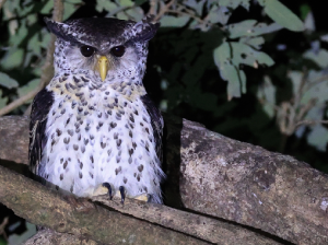 Spot-bellied Eagle Owl, 林雕鸮, Bubo nipalensis-gallery-67