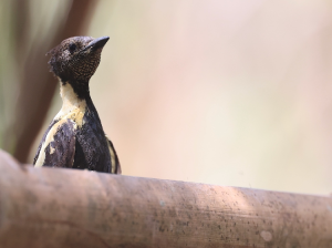 Black-and-Buff Woodpecker, 黑棕斑啄木鸟, Meiglyptes jugularis-gallery-12