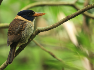 Scaly-breasted Kingfisher, 斑头翡翠, Actenoides princeps-gallery-15