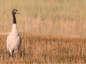 Black-necked Crane, 黑颈鹤, Grus nigricollis-gallery-17