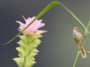 Plain Prinia, 纯色山鹪莺, Prinia inornata-gallery-30