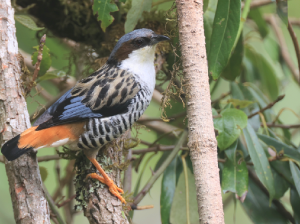 Himalayan Cutia, 班胁姬鹛, Cutia nipalensis-gallery-13