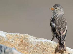 Black-winged Snowfinch, 褐翅雪雀, Montifringilla adamsi-gallery-42
