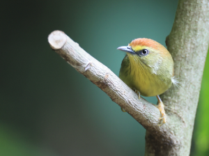 Pin-striped Tit-Babbler, 纹胸巨鹛, Macronus gularis-gallery-37