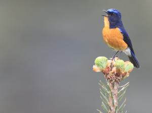 Rufous-breasted Bush Robin, 棕腹林鸲, Tarsiger hyperythrus-gallery-40