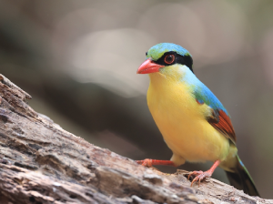 Indochinese Green Magpie, 印支绿鹊, Cissa hypoleuca-gallery-16