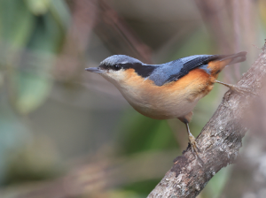 White-tailed Nuthatch, 白尾, Sitta himalayensis-gallery-21