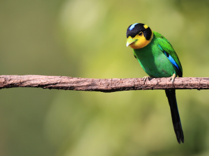 Long-tailed Broadbill, 长尾阔嘴鸟, Psarisomus dalhousiae-gallery-22