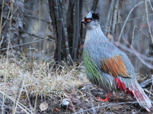 Blood Pheasant, 血雉, Ithaginis cruentus-gallery-22