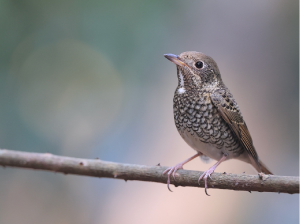 White-throated Rock Thrush, 白喉矶鸫, Monticola gularis-gallery-24