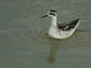 Red-necked Phalarope, 红颈瓣蹼鹬, Phalaropus lobatus-gallery-45