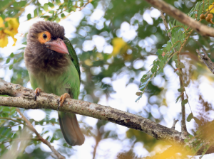 Brown-headed Barbet, 褐头绿拟啄木鸟, Psilopogon zeylanicus-gallery-57