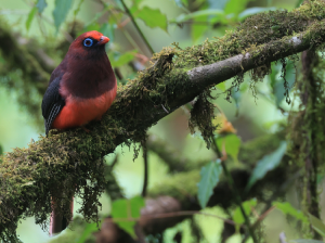 Ward’s Trogon, 红腹咬鹃, Harpactes wardi-gallery-14