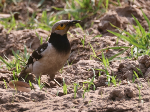 Black-collared Starling, 黑领椋鸟, Gracupica nigricollis-gallery-49