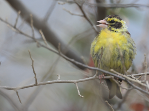 Yellow-breasted Greenfinch, 高山金翅雀, Chloris spinoides-gallery-31