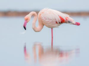 Greater Flamingo, 大红鹳, Phoenicopterus roseus-gallery-31